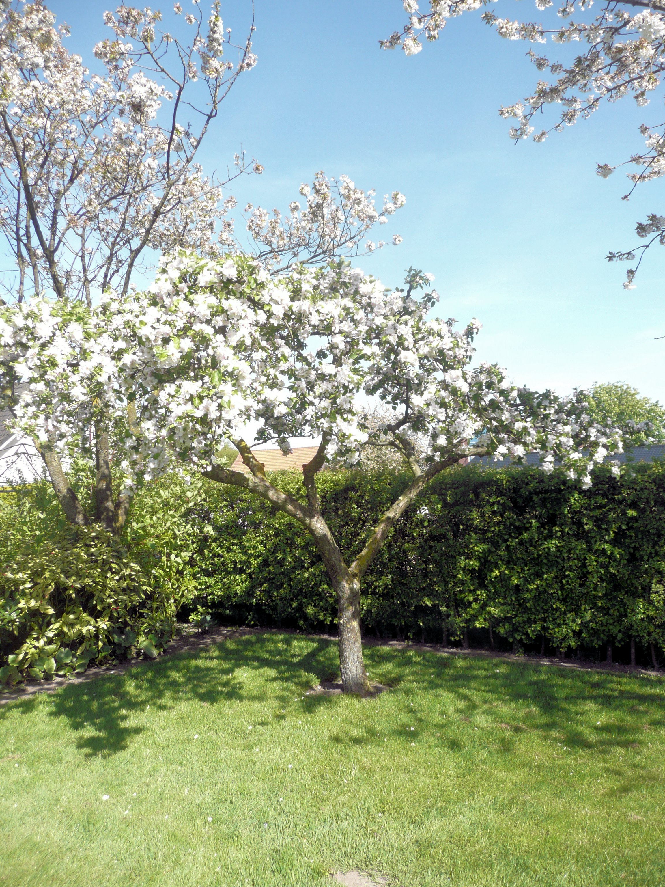 Appelbloesem boomgaard